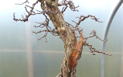Incredible root development with Kaizen Bonsai Soils