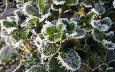 Overwintering Bonsai Trees