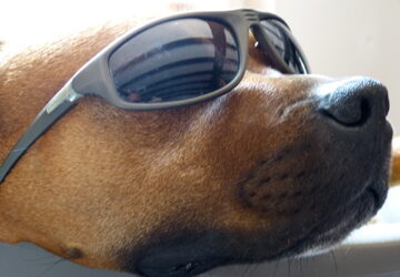 Heathrow Bonsai Show Coming Up