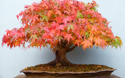 Important Bonsai Care Information for Autumn