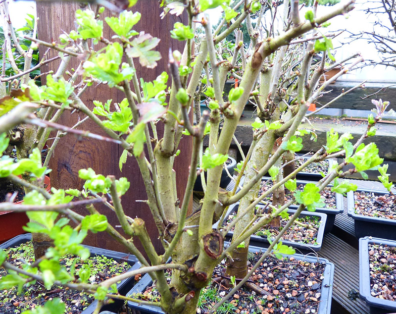 hawthorn ready to re-pot