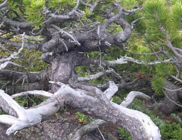 mugo pine in the mountains