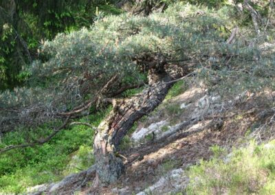 scots pine