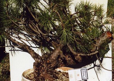 Italian black pine Pinus nigra villetta barrea