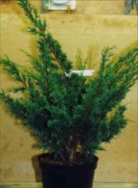 Juniperus chinensis Blaauw Image 1