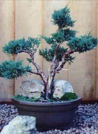 Juniperus chinensis Blaauw Image 2