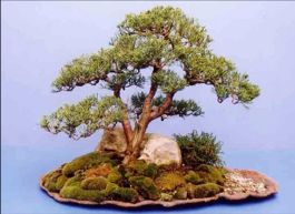 Juniperus chinensis Blaauw Image 3