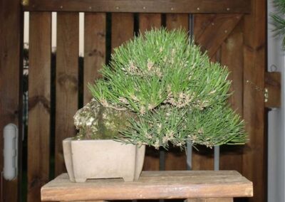 Shohin black pine