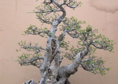Chinese elm yamadori