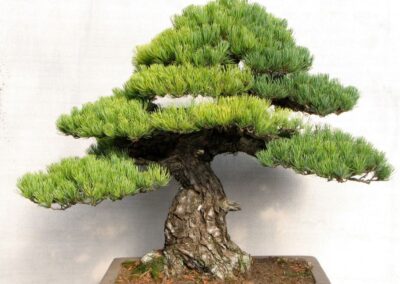 Stunning large Japanese white pine