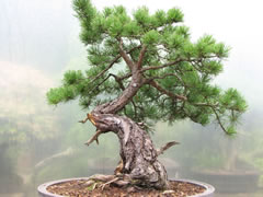 In the Workshop Yamadori Scots Pine Image 3