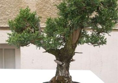 Cupresses sempervirens Italian cypress
