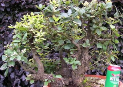 Quercus Ilex Holm Oak