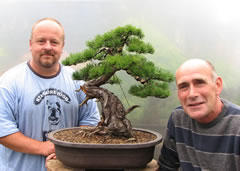 In the Workshop Yamadori Scots Pine