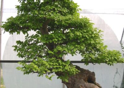 Ulmus parviflora