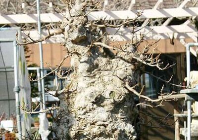 Japanese trident maple