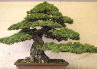 Japanese white pine - pinus parviflora