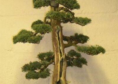 Juniperus Chinensis blauwws