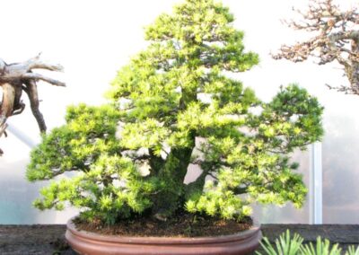 Pinus Parviflora Kokonoe White Pine