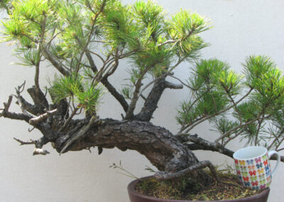 Pinus uncinata - Mugo pine