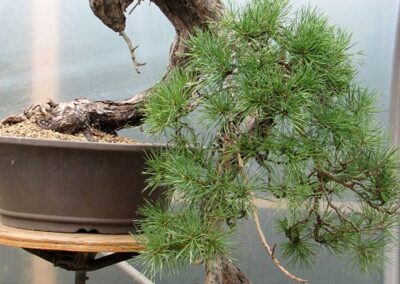 Pinus sylvestris - Scots pine