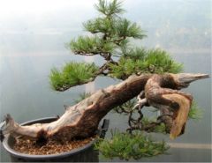 In the Workshop Swiss Mountain Pine (pinus cembra) Image 2