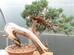 In the Workshop An old Yamadori Juniper Image 1