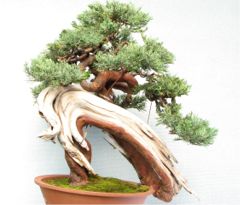 In the Workshop An old Yamadori Juniper Image 2