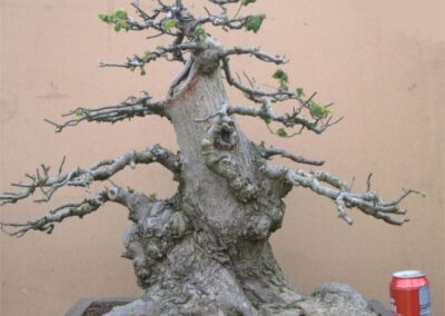 Wytch elm