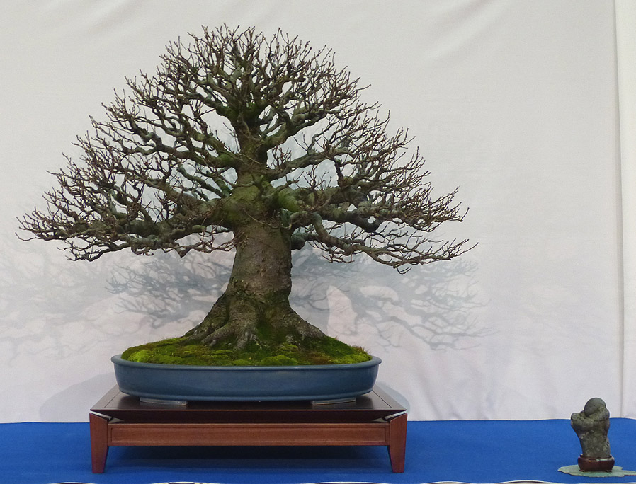 My own personal favourite. Alnus (alder). 25 years of dedication to bonsai. remarkable!