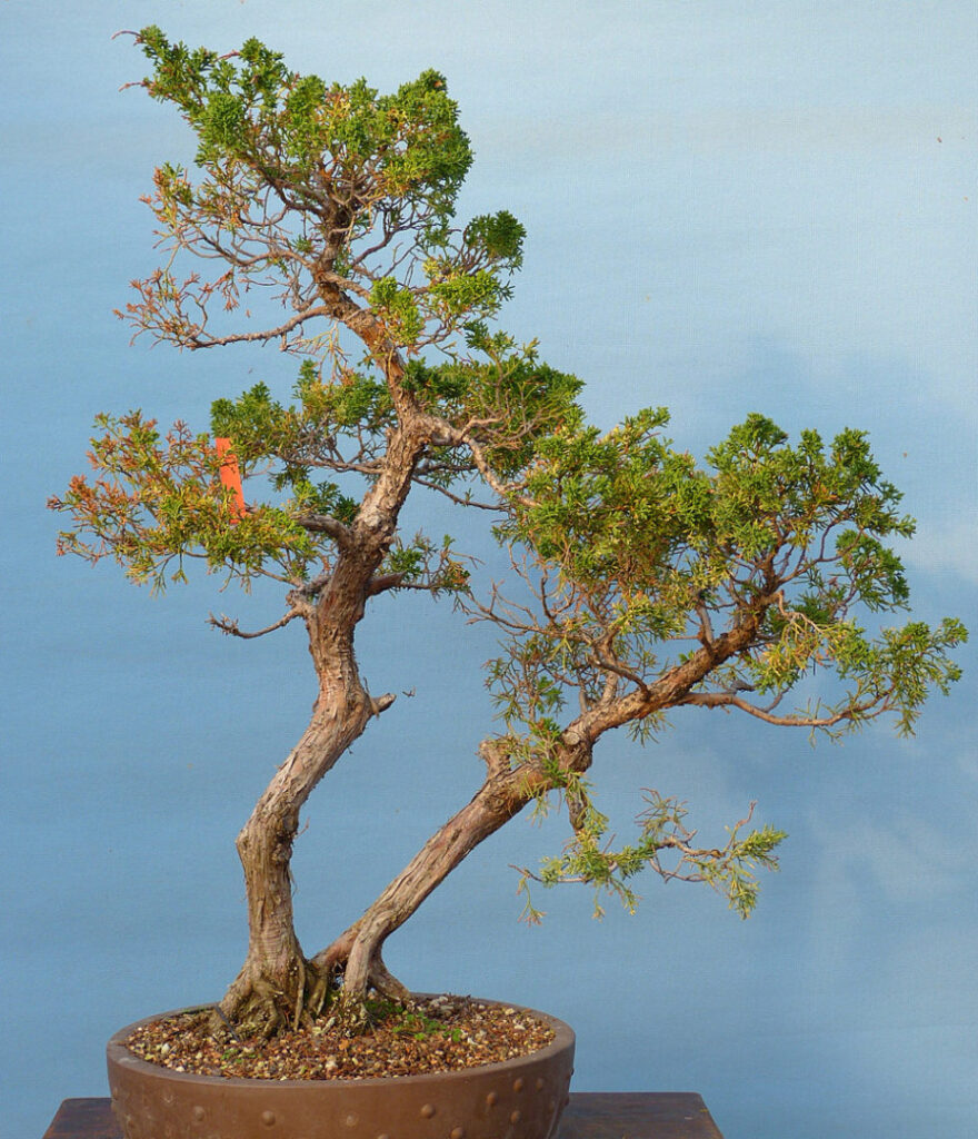 Learning to Read Bonsai Graham Potter Kaizen Bonsai