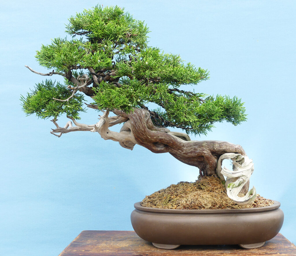 Sabina juniper summer 2019 - After four years of informed horticulture. Is this bonsai art? Or is the art of bonsai good horticulture?