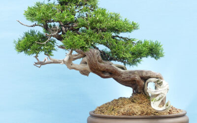 Bonsai, It’s All Too Complicated