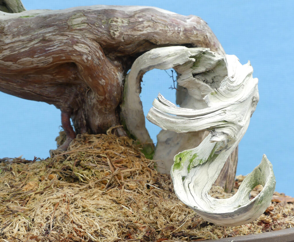 Sabina juniper