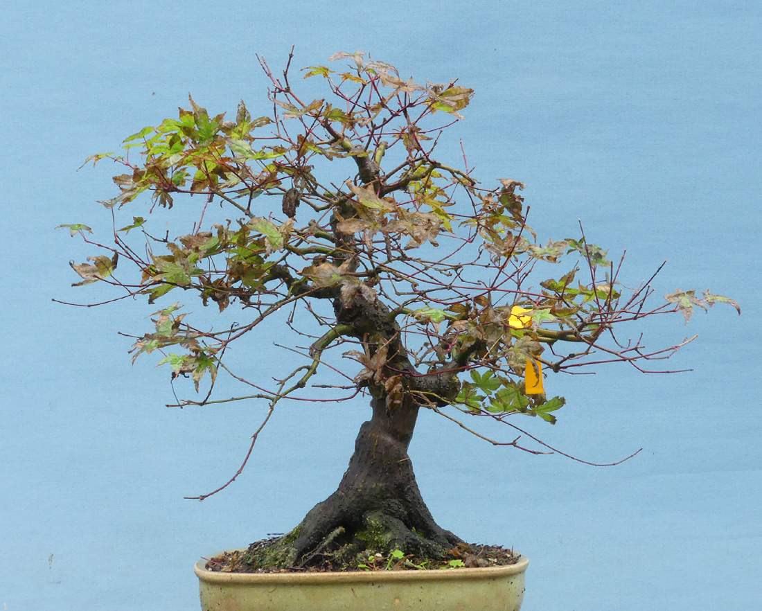 Instant - Bonsai - For - Everyone: Bonsai expert Graham Potter on air  pruning pots for bonsai