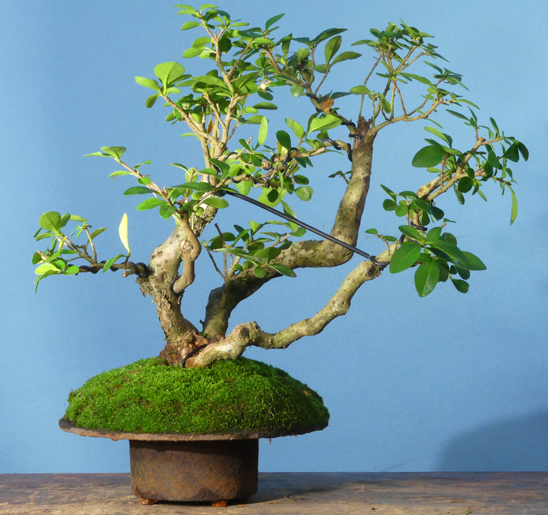 Privet bonsai, unusual pot