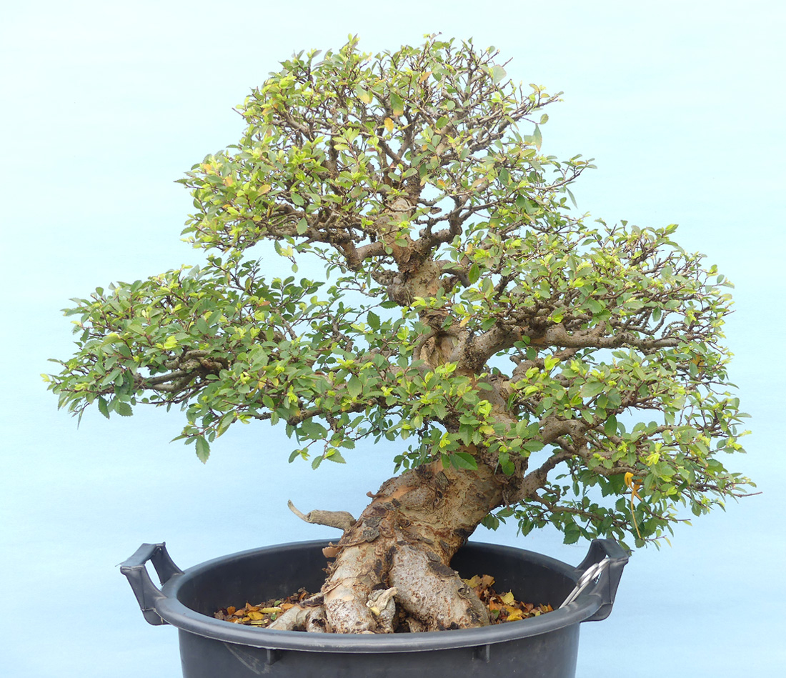Chinese elm tree ready for re-potting