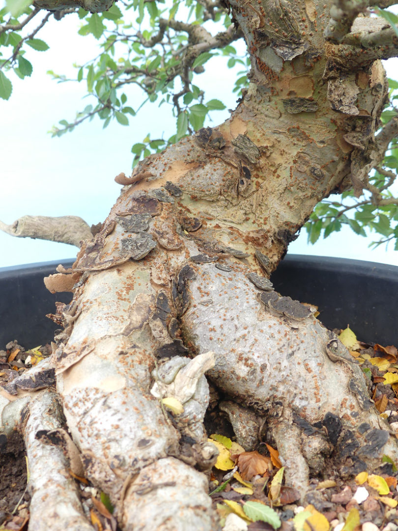 Chinese elm tree flaking bark