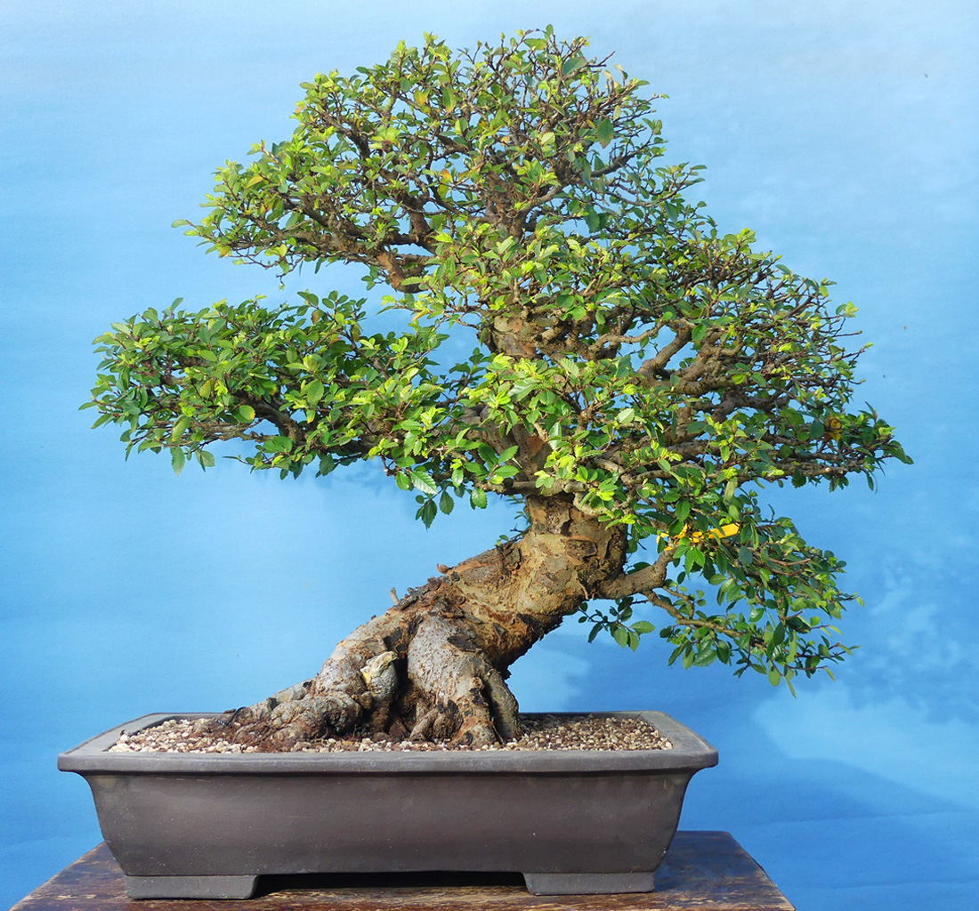 Chinese elm bonsai tree