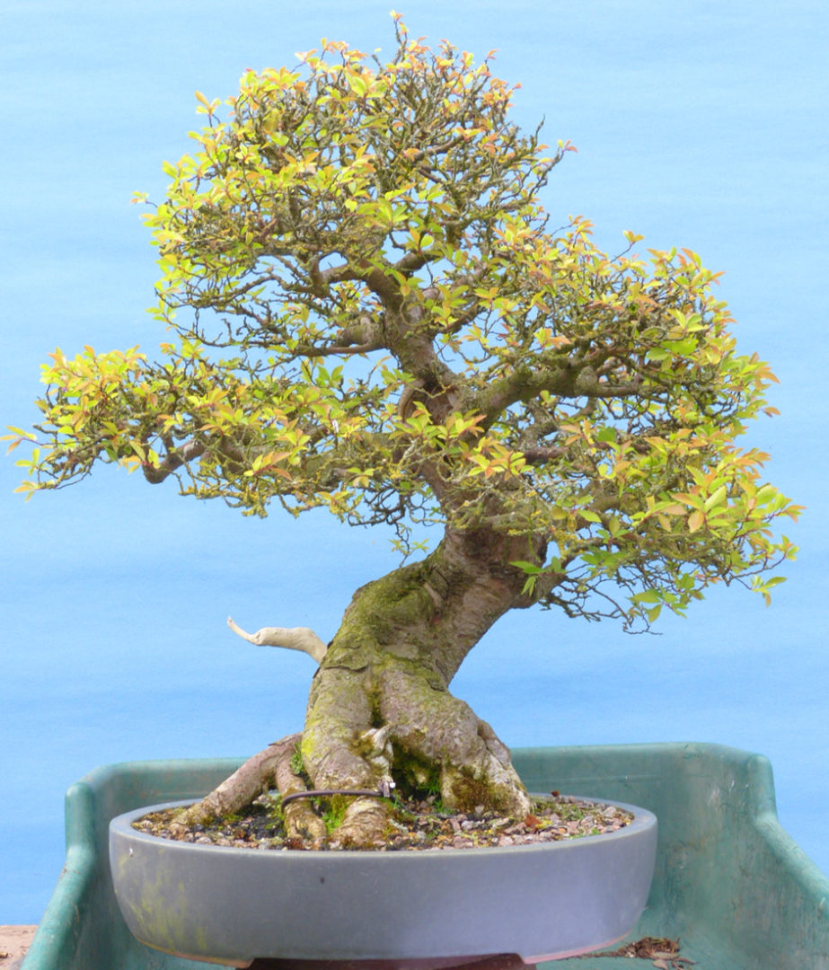 Old but weak Chinese elm tree bonsai needing help