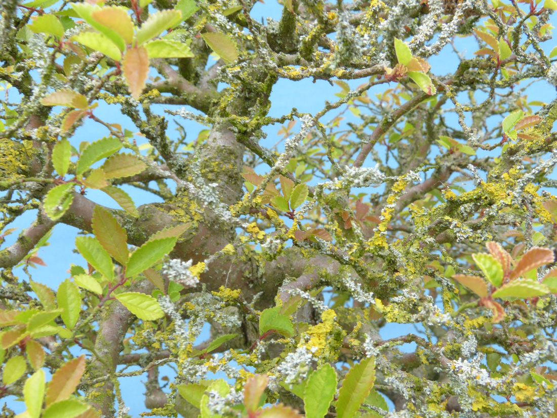 Chinese elm tree poorly weak growth