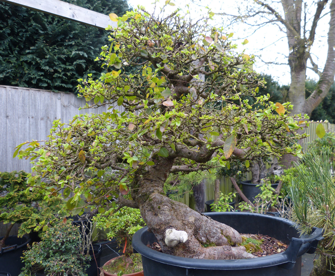 Chinese elm tree starting to grow in spring