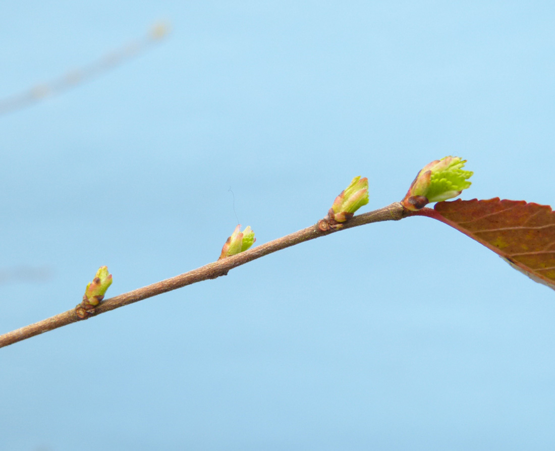 Chinese elm tree buds opening in spring.