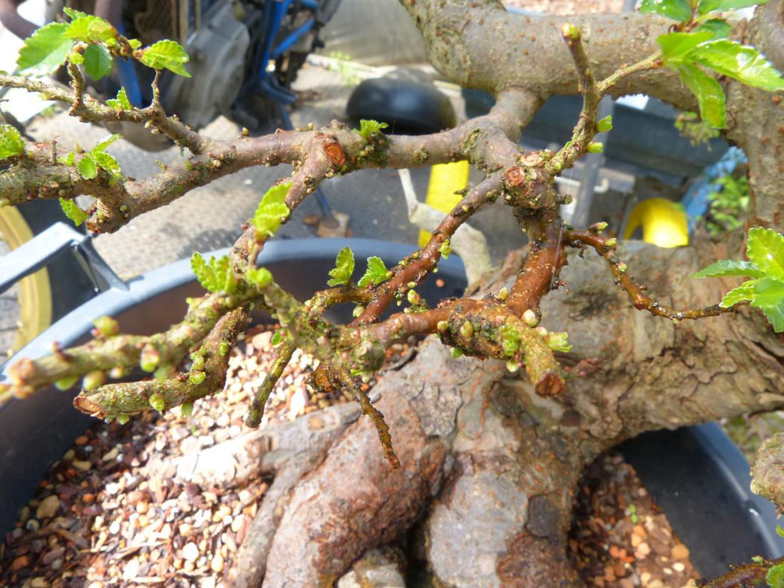 Chinese elm tree back budding.