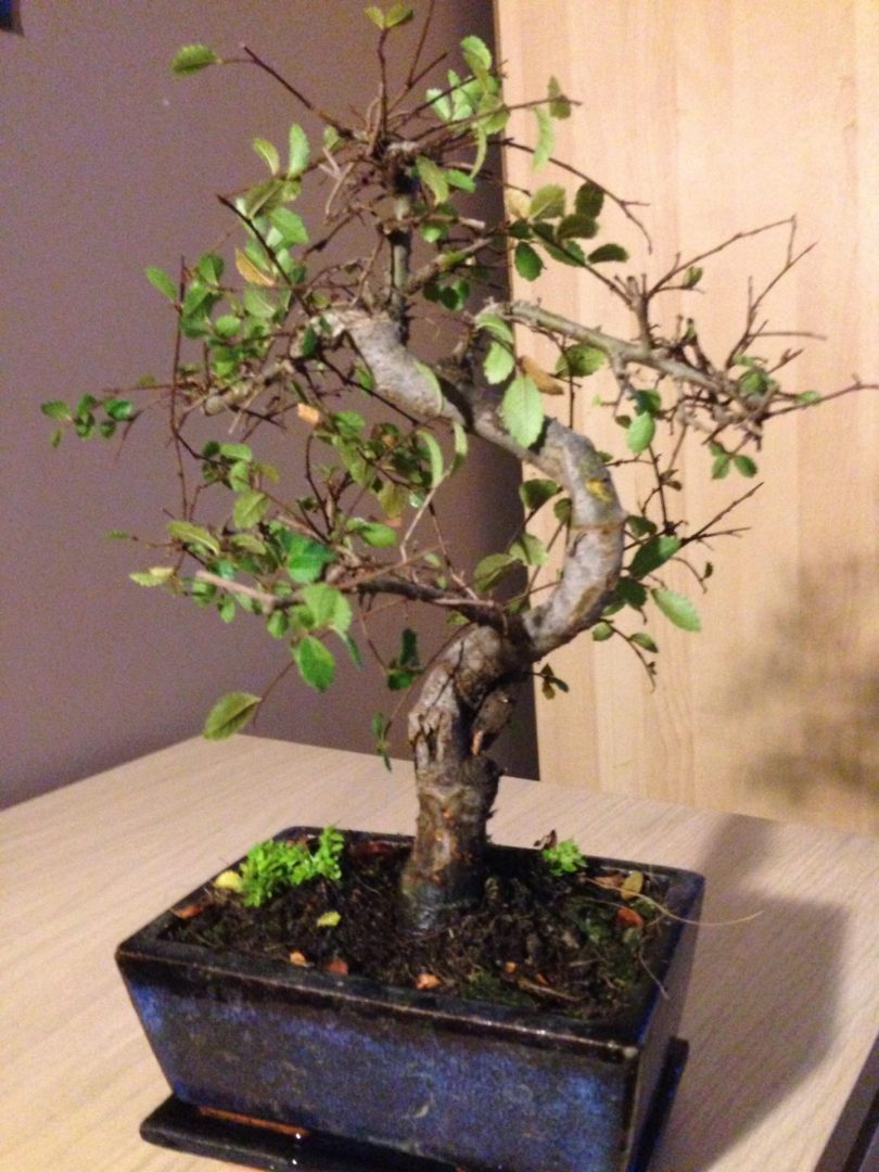 Should I repot this bonsai tree?
