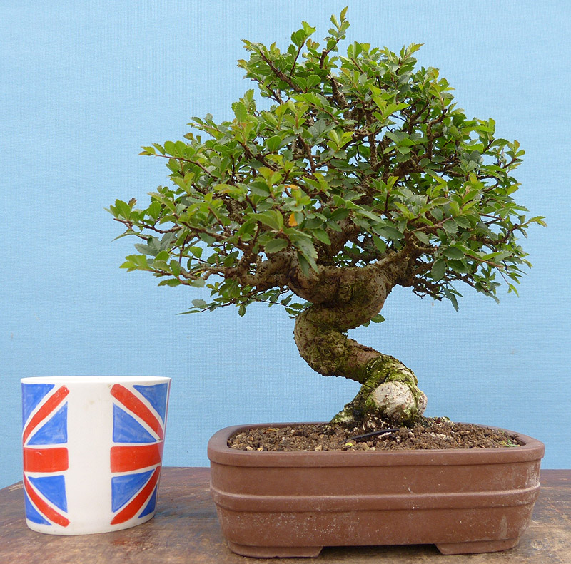 A mature Chinese elm bonsai tree. Repotting bonsai