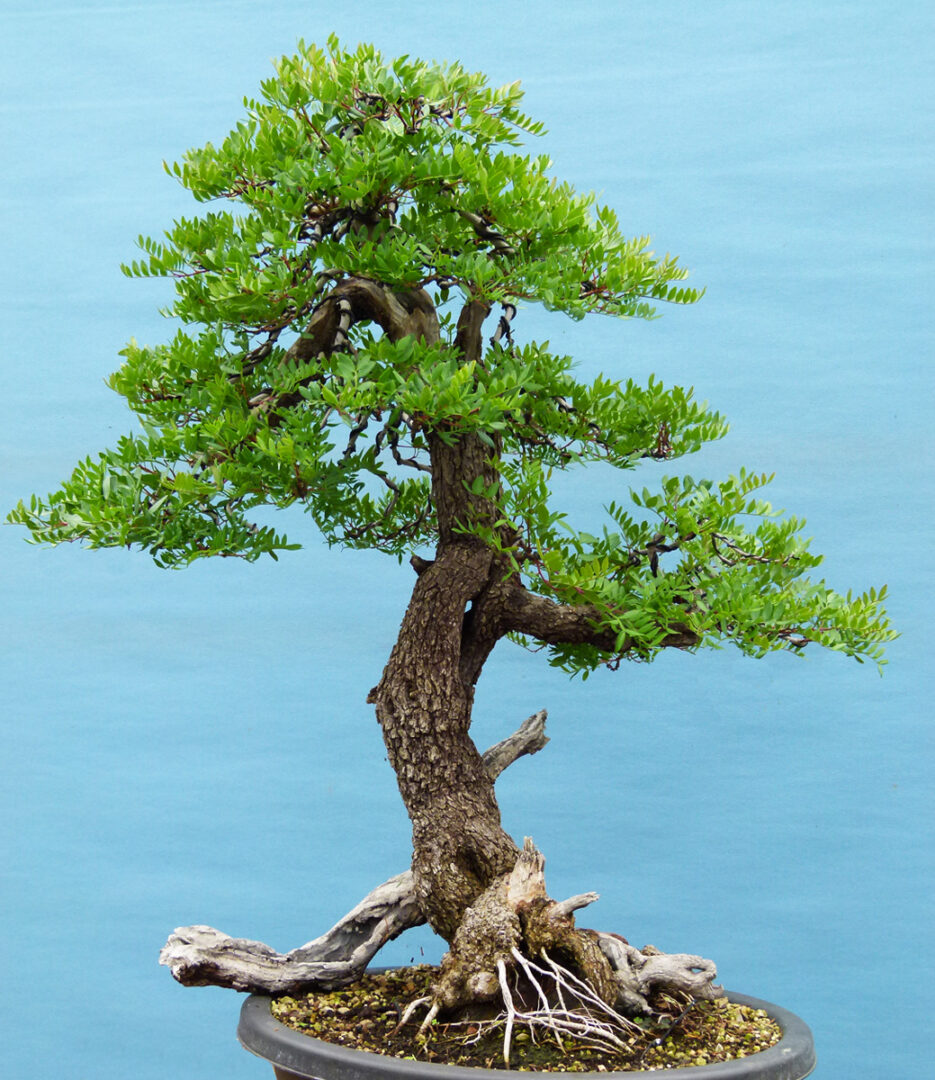 Mediterranean species we use in bonsai.