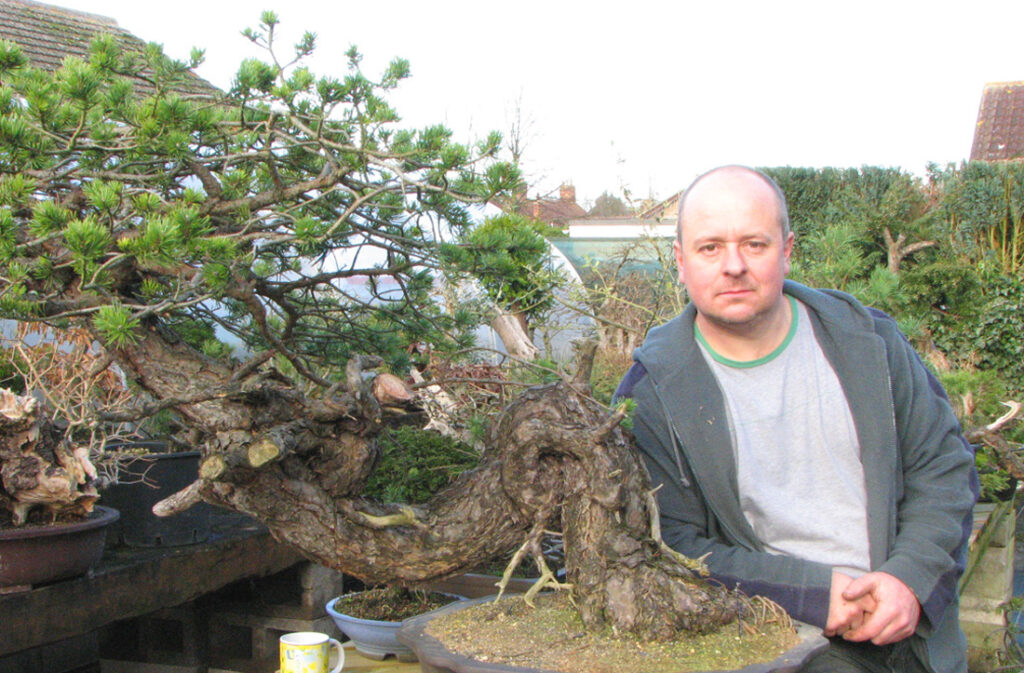 Yamadori scots pine bonsai material comes home.