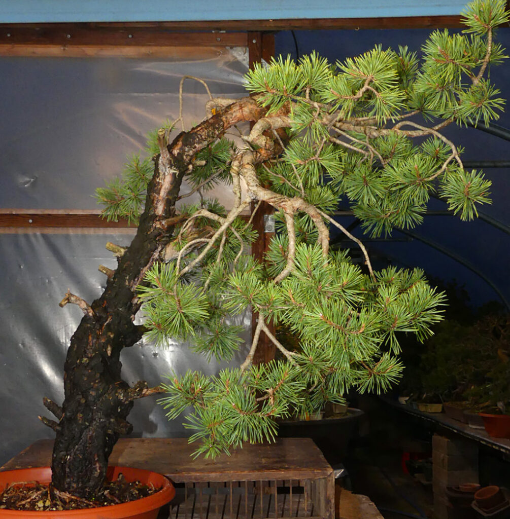 Scots Pine Bonsai Development