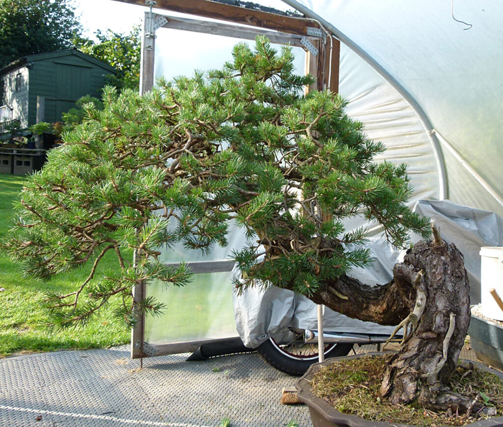 Scots pine yamadori bonsai after a decade.